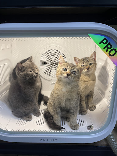 Iman Cats Zone Empire Iman Cats Zone Empire
