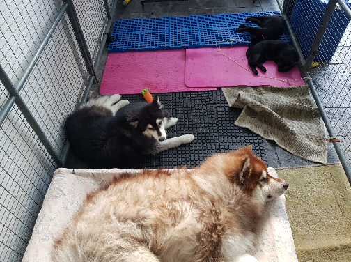 Sugar Rae Pet Village