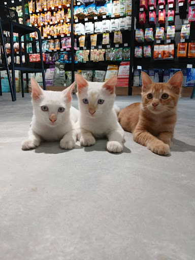 Pet's Club Penang - 槟城宠物美容, Cat Grooming, Dog Grooming, Pets Cafe & Pets Retail