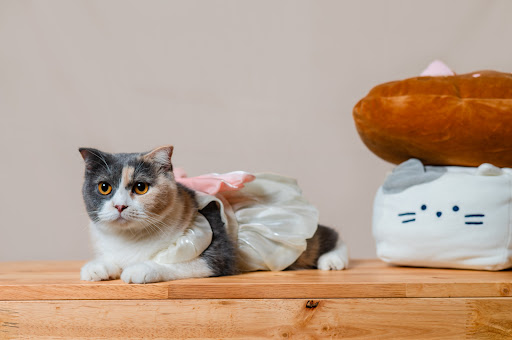 TinyPaws Cat Residence