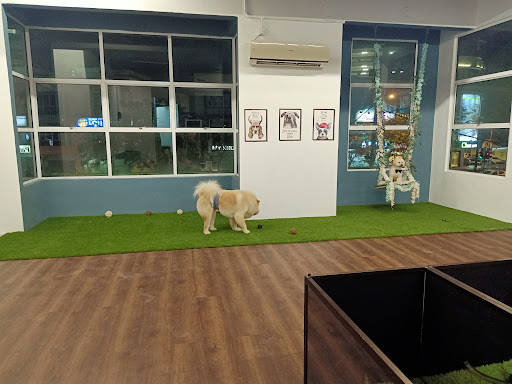 Da Pet Pet stylist