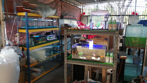 LYS Aquarium and Pets Supplies (南美园水族) LYS Aquarium and Pets Supplies (南美园水族)