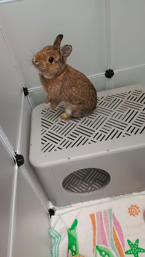 PET BOARDING BUNS & HAMSTERS PET BOARDING BUNS & HAMSTERS