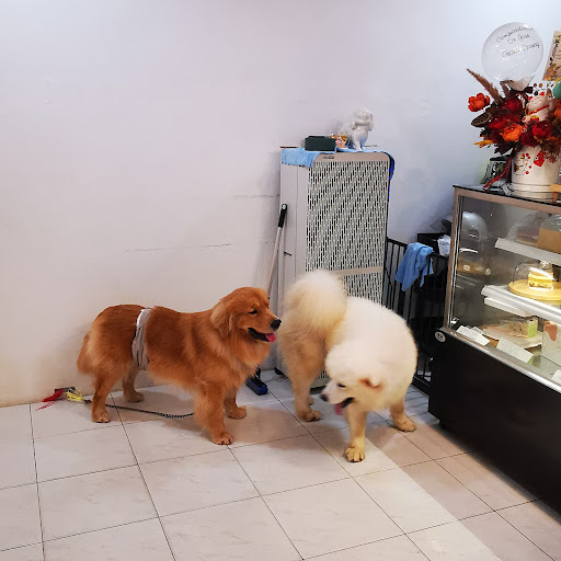 SMART PAWS STATION