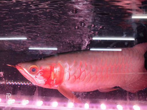River One Aquatic & Pets Trading River One Aquatic & Pets Trading