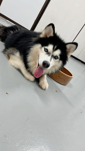 Petcity Hotel