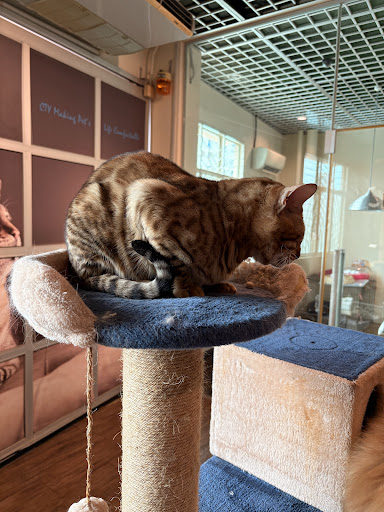 Live Feeder Corner
