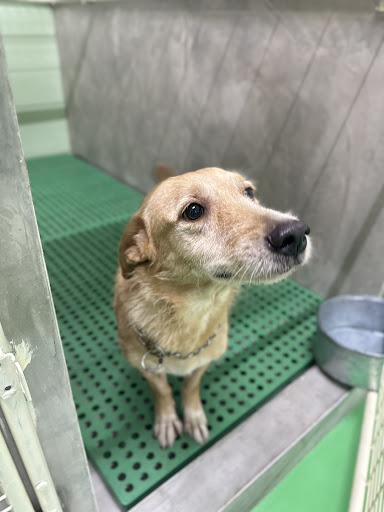 Penang Paws United @ Penang Dog Obedience Training