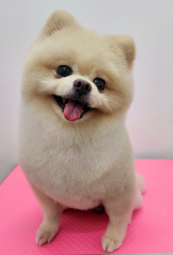 ENYA Pet Grooming House(Pet Shop) ENYA Pet Grooming House(Pet Shop)