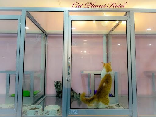 Cat planet hotel Cat planet hotel