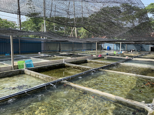 Hobby Goldfish Farm And Aquarium Hobby Goldfish Farm And Aquarium