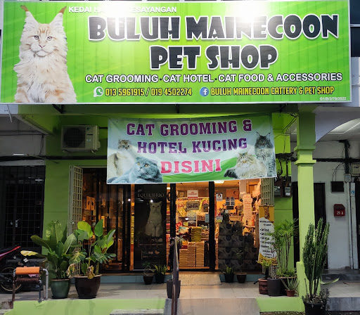 Buluh Mainecoon Petshop
