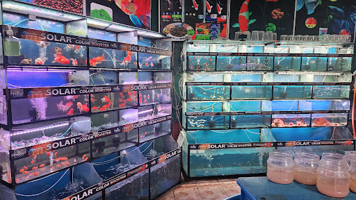 Pretty Aquatic & Pets