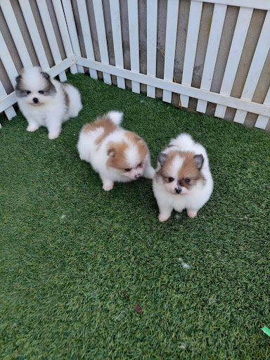 PETMEET HOUSE 宠相遇