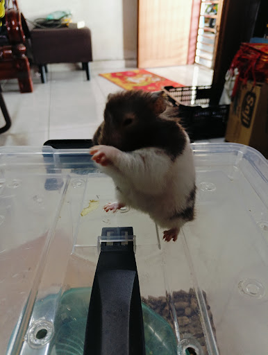 Hamster (Xiuteng)