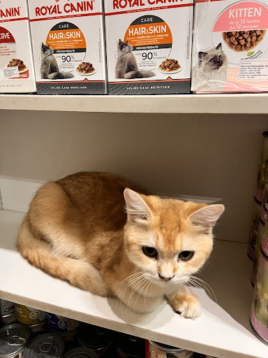 Meow Furry Shaded Cattery pet shop (kitten n cat kucing )