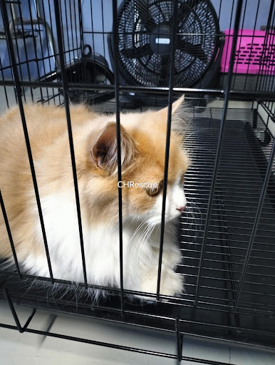 Cat House Rescue ( Medicine . Grooming . Hotel ) Cat House Rescue ( Medicine . Grooming . Hotel )