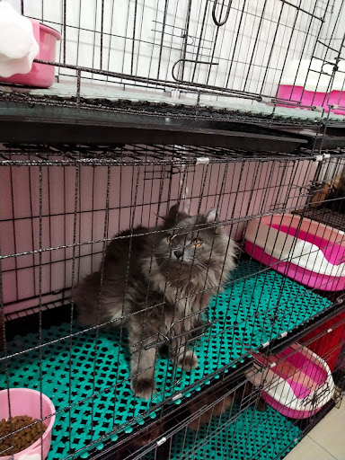 MISSKITTYCATSHouse