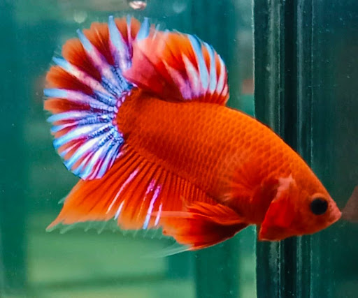 As aqua betta's