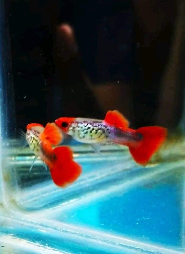 perlisguppieshouse perlisguppieshouse