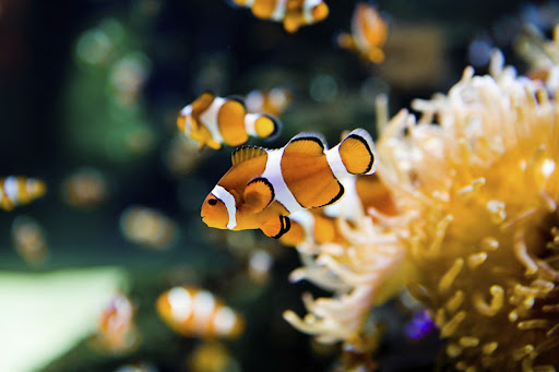 Galaxy Marine Fish and Aquatic Galaxy Marine Fish and Aquatic
