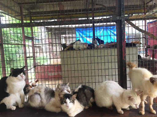 Bustana Kucing Perlis