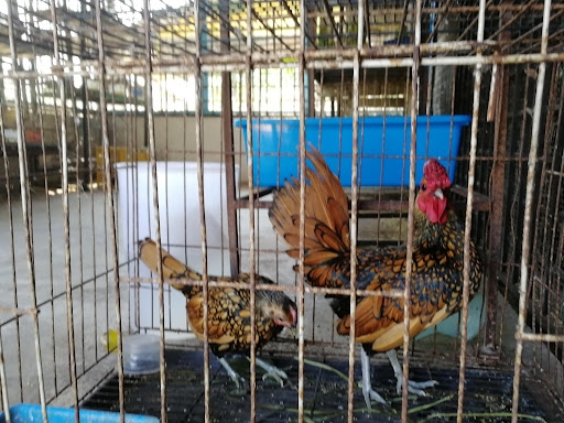 Kedai Burung Pak Non Kedai Burung Pak Non