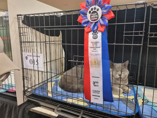CAT ZOUK MALAYA (Grooming&Boarding Cat&Petting zoneplay))
