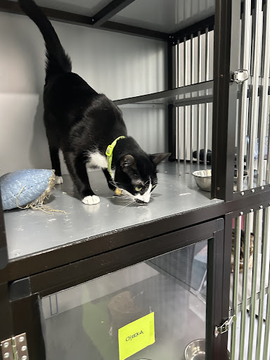 Cyberjaya Loving Pets Grocery & Hotel