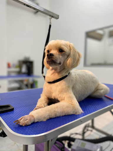 WoofSpa (Dog Grooming & Hotel)