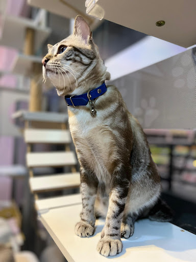 Caturday Studio