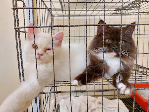 FRIENDLY PETS ANIMAL CLINIC AND SURGERY