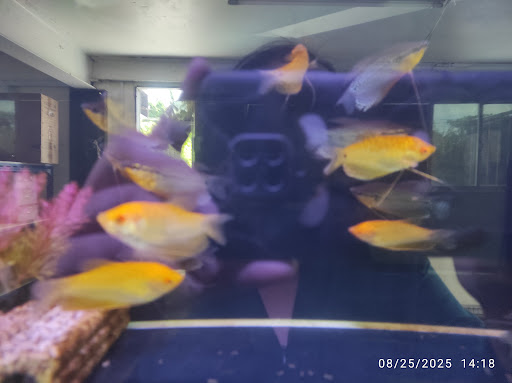 Call Me Aquarium Call Me Aquarium