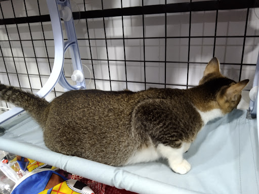 Nah Rayang Cat House & Grooming Academy