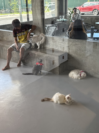 Yuuto Cat House Yuuto Cat House