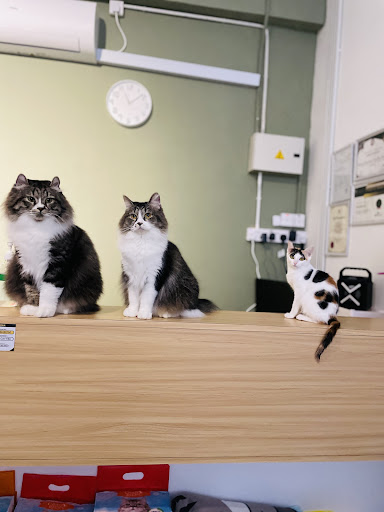 Peace Cat Villa
