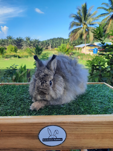 Kalabakan Rabbitry