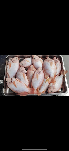 Tilapia Bintulu Tilapia Bintulu