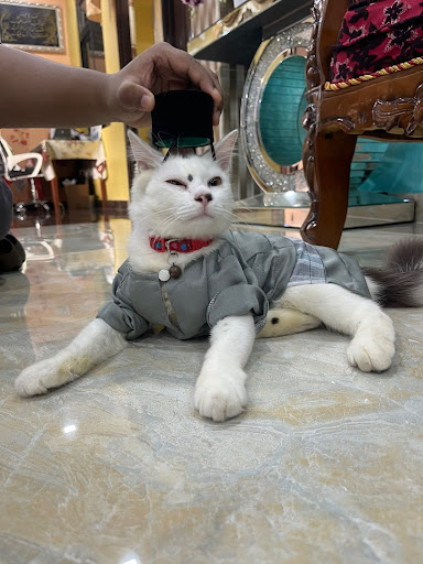Baju kucing comel malaysia Baju kucing comel malaysia
