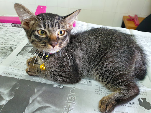 Live Animals Medical Centre