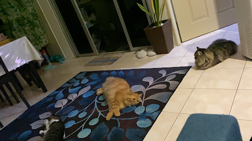 PETCARE BOARDING SERVICE CHEAPER MIRI PETCARE BOARDING SERVICE CHEAPER MIRI