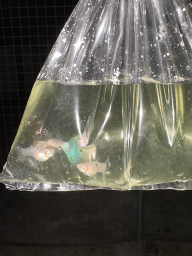 Guppy/Bloodworm seller