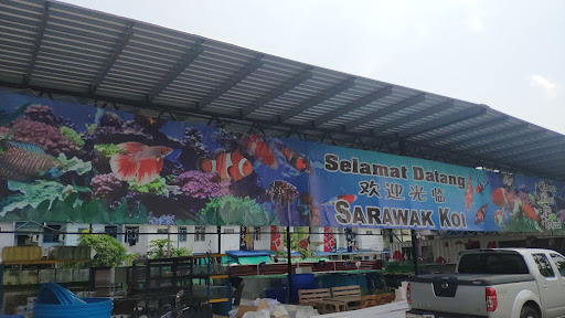 Sarawak koi