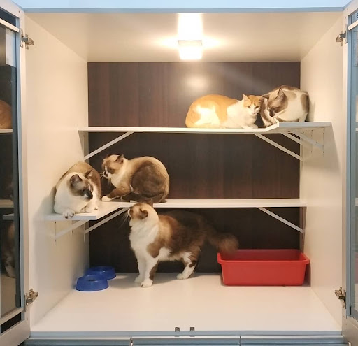 Catswell - Premium Cat Hotel, Cat Care, Cat Grooming & Cat Boarding @ Ampang, Selangor
