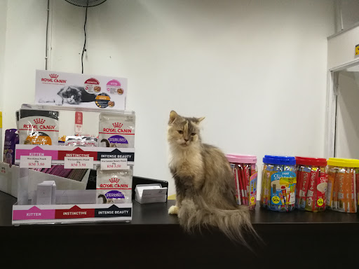Kitty Hotel: Cat Boarding and Cat Grooming