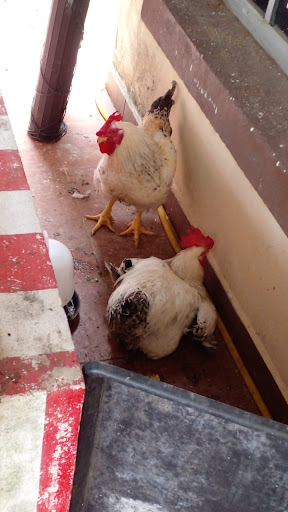 DN RAWANG FARM