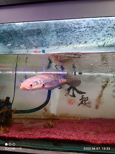 Leng Loong Pet & Aquarium Shop