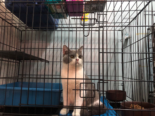 ARRIAN CAT HOTEL & GROOMING