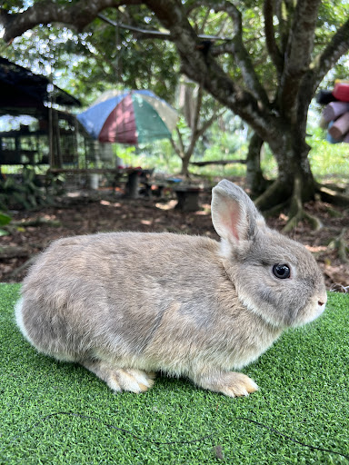Arnab Rabbits Huda