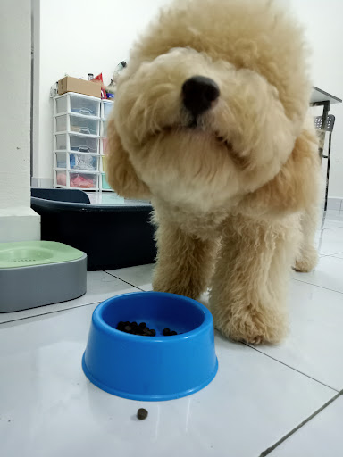 FLUFFY PARADISE PET SHOP